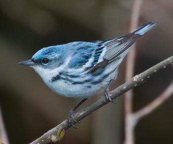 Aves migratorias en Colombia: conoce los viajes que conectan dos continentes