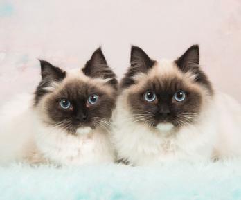 ¿Qué hacer con tu gato durante un sismo? Recomendaciones para protegerlo 