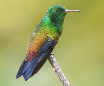 Cuatro nuevas especies de aves se suman al registro de biodiversidad de Colombia