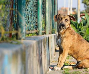 Hasta 11 años y 8 meses de cárcel por zoofilia: así quedó la nueva ley