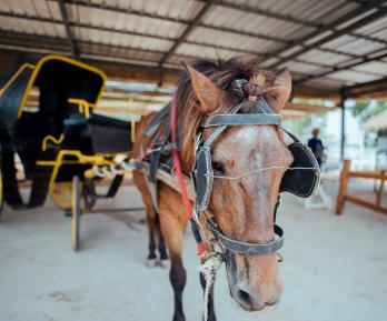 La Corte Constitucional le pone fin a los carruajes turísticos con animales