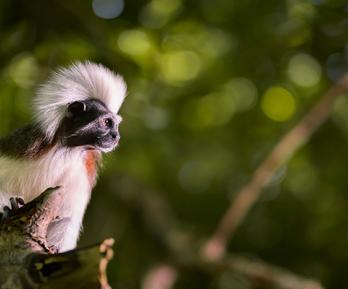 Especies amenazadas: coalición de 16 países en la COP17 entre ellos Colombia