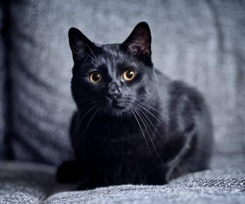 Fotografía de un gato negro en el hogar, con motivo del Día del gato negro en Colombia y las medidas de protección animal.