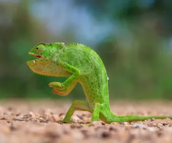Las fotos más divertidas del reino animal que compiten por el premio Nikon Comedy Wildlife 2026