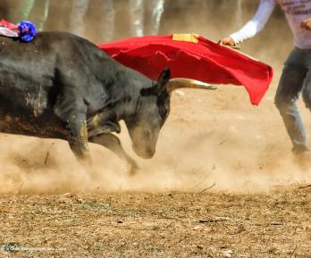 Manizales aplaza Corridas De Toros por normativa nacional antitaurina