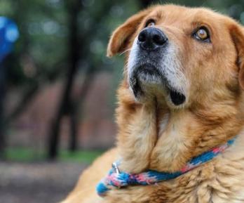 Corte prohíbe sacrificar animales por vejez extrema. Foto: Alcaldía de Bogotá.