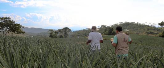 Restitución de tierras