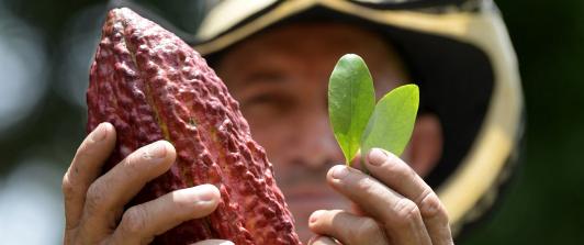 Cacao en el Putumayo