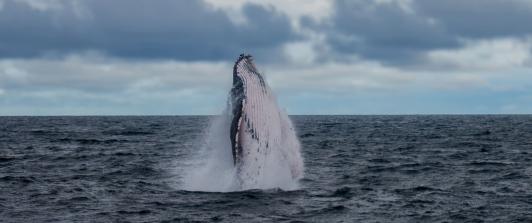 Captura del salto de la ballena en costas del Chocó, inédito por RTVC Noticias.