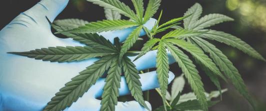 Representación de la legalización en el uso del cannabis.