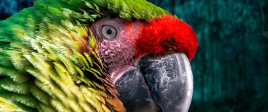 Cop16 en Colombia. / Foto: Página web Cop16. 