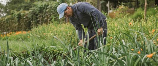 Gobierno destina más de $54.130 millones para subsidios en seguros a familias campesinas