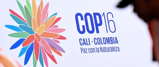COP 16
