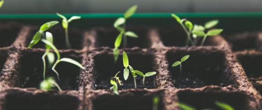 Colombia se une al Tratado Internacional de Semillas: un paso hacia la seguridad alimentaria