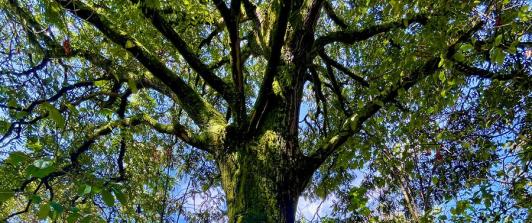 Árbol de 200 años en la reserva Thomas van der Hammen