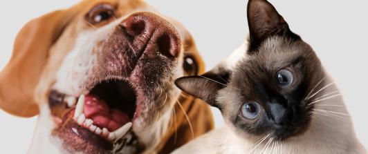 Corte Constitucional prohíbe la mutilación estética en animales