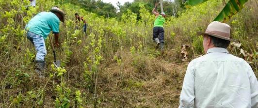 Acuerdo para sustituir 3.000 hectáreas de cultivos ilícitos en Tumaco