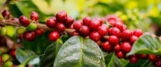 Huila, el epicentro del café colombiano. /Foto: Cortesía.