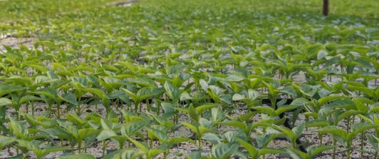 Colombia implementa las Áreas de Protección para la Producción de Alimentos (APPA) para fortalecer la seguridad alimentaria