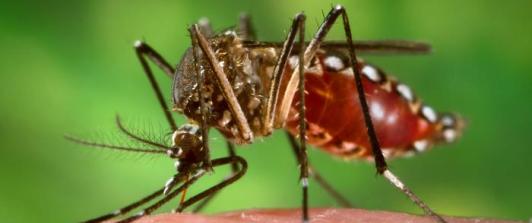 Alerta en Cundinamarca por brote de fiebre amarilla: confirman 20 muertes en la región