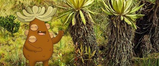 Caracol Radio se retracta por desinformación sobre Frailejón Ernesto Pérez: "Fue un error debido a la falta de investigación"