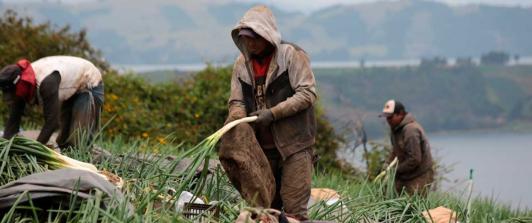 24 mil personas encontraron trabajo en el sector agropecuario