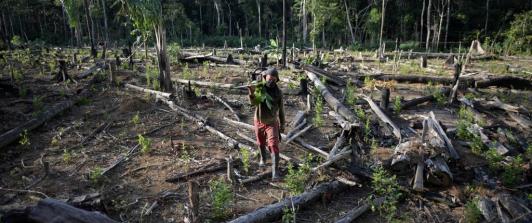 Bosque deforestado.