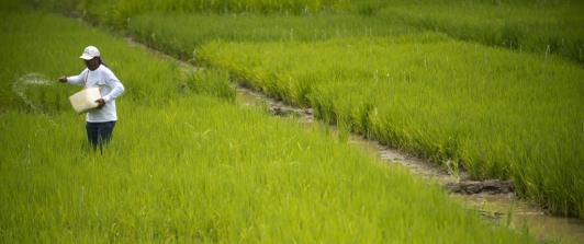 Cultivador de arroz.