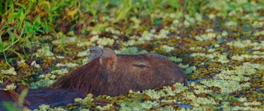Chigüiro en Colombia. / Foto: MinAmbiente.