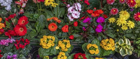 Café, flores y aceite de palma impulsaron exportaciones del sector agro