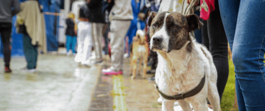 Los animales son seres sintientes y no cosas: Corte Constitucional