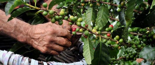 Caficultores recogiendo café