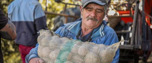 MinAgricultura ofrece alivios al sector papero: condonaciones de hasta el 100%