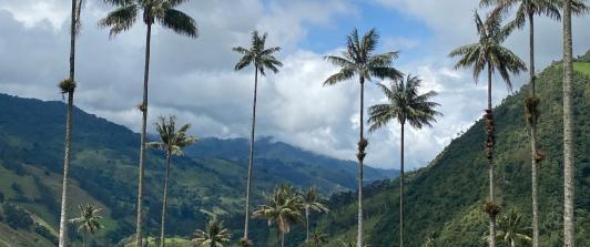Valle del Cocorá. / Foto: ProColombia.