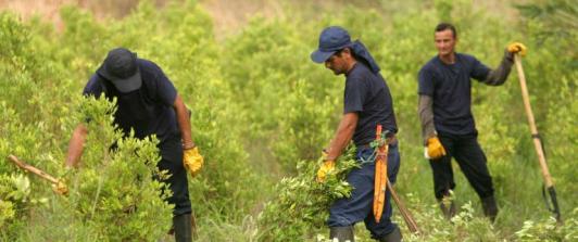 sustitución de cultivos ilícitos en Nariño