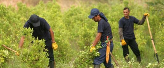 Sutitución de cultivos lícitos