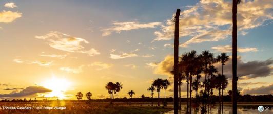 Los morichales, un paraíso natural en los Llanos Orientales