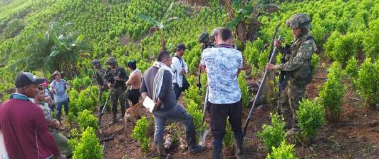 Brigada Móvil N.37 destruye 2 semilleros ilegales con cocaína y desactiva artefacto explosivo en