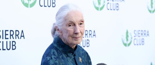 Jane Goodall. / Foto: AFP.