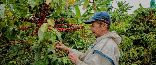 Productos como el café y la acuicultura lideran el crecimiento del agro que, entre enero y septiembre de 2025, superó el promedio nacional con un 4,1%. 