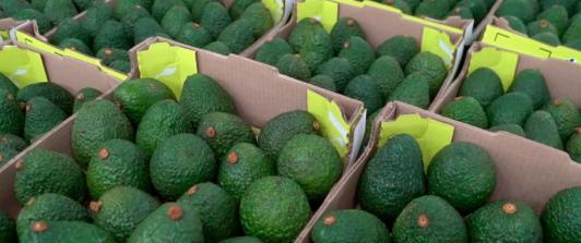 Exportación de aguacate Hass. / Foto: ICA.