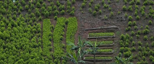 Monitoreo de la ONU ha sobreestimado cultivos coca hasta un 901 %.