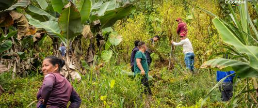 Gobierno firma acuerdo de sustitución de coca con disidencia FARC.