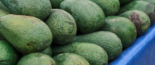 Exportaciones de aguacate hass colombiano se disparan 45,7% 
