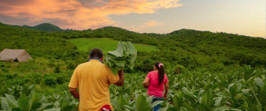 Agencia Nacional de Tierras recupera 427 hectáreas en Antioquia