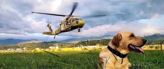 Ejército gradúa 38 nuevos enfermeros caninos.