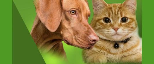 programa-nacional-esterilizacion-gatos-perros