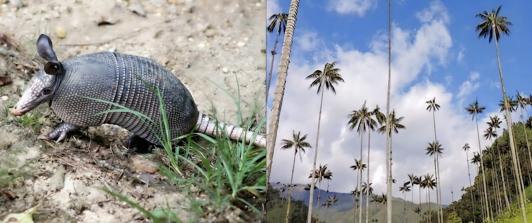 Tráfico ilegal de fauna en Semana Santa: Alerta del Ministerio de Ambiente
