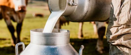 Sector lechero en Colombia. / Foto: Asoleche.