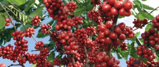 fotografía de primer plano de un cafeto cargado de granos para cosechar